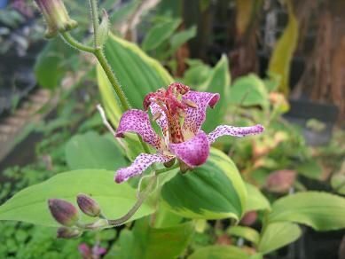 Tricyrtis formosana Autumn glow